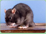 rat control Camberley